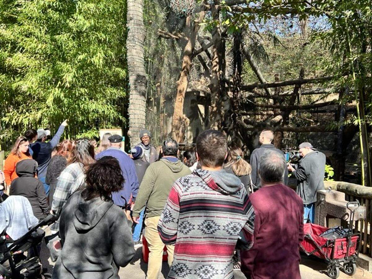 Crowds of people stand in front of enclosure at zoo. 