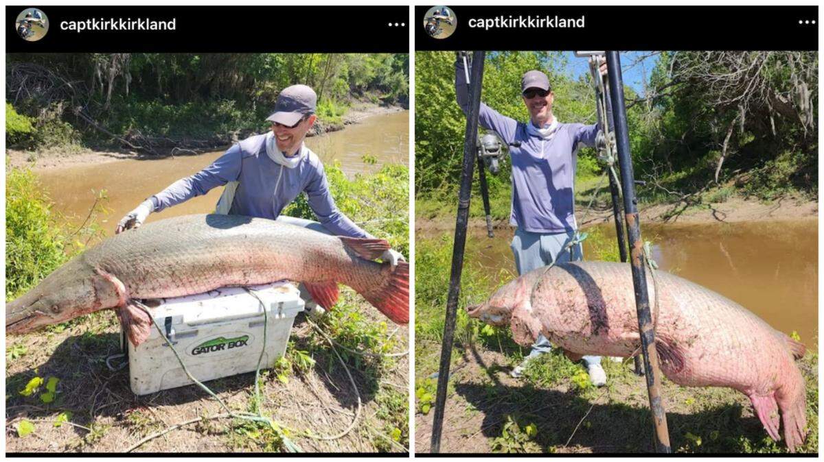 A 251-pound alligator gar caught in the Trinity River in Texas is up for consideration for a world record.