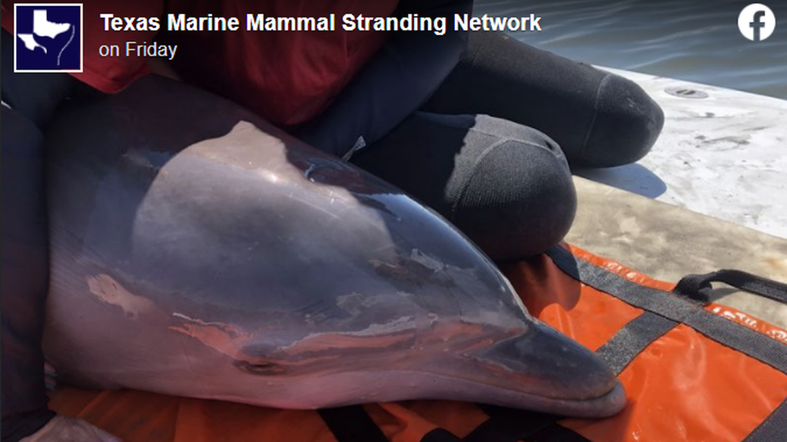 A stranded dolphin was rescued off the Texas coast, volunteers said.