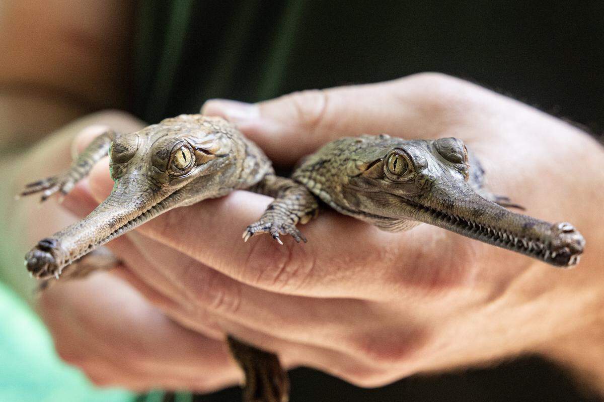 Two gharial hatchlings are revealed at the Fort Worth Zoo on Wednesday, July 9, 2025. This is the zoo’s third year in a row to successfully hatch gharial newborns, a critically endangered species.