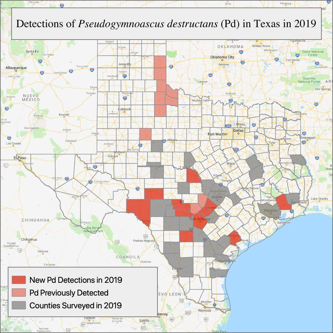 This map shows the Texas counties where the fungus that causes white nose syndrome in bats has been found, including new detections in 2019. White nose syndrome can prove fatal for bats the hibernate during the winter.