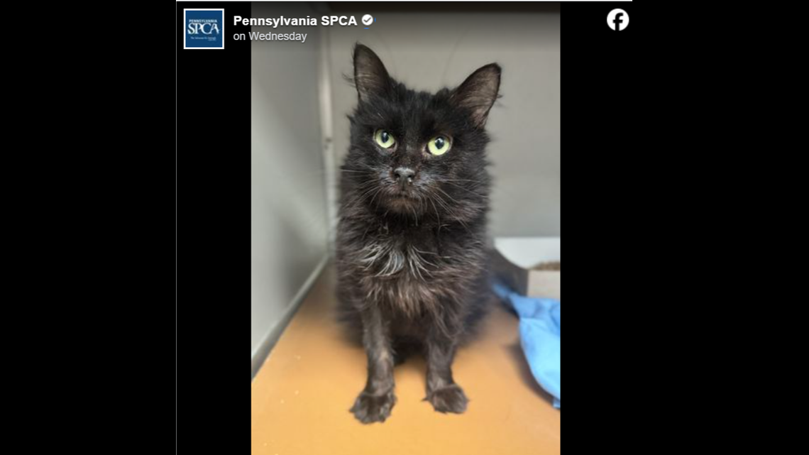 Aurelia has had a hard life, but through it all, she remains a kind and loving cat.