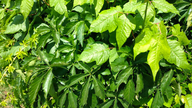 Poison ivy is alive and too well in North Texas. Here’s how to identify it and get rid of it