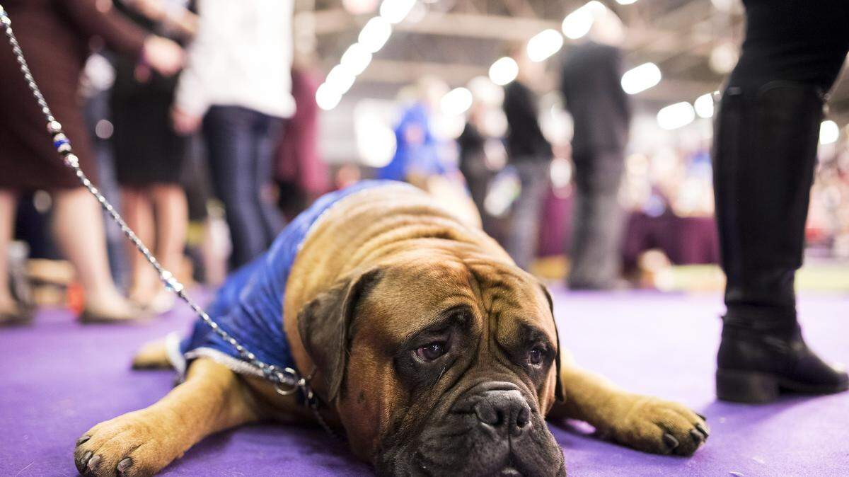 When a campaign commercial began to impact dogs, state Rep. Charlie Geren changed it. This photo features Lorenzo, a bullmastif.