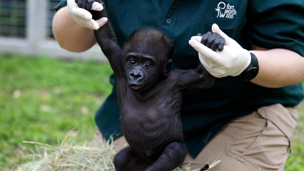 Gorilla keeper Angie Holmes holds baby gorilla Jameela while caring for her on March 20, 2024, at the Fort Worth Zoo. Jameela, the first gorilla born by Cesarean section at the Fort Worth Zoo, was transferred to the Cleveland Metroparks Zoo this week in the hopes of finding her a surrogate mother.