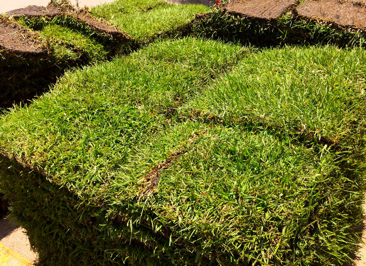 St. Augustine sod should be planted by August so it will be well-rooted before winter.