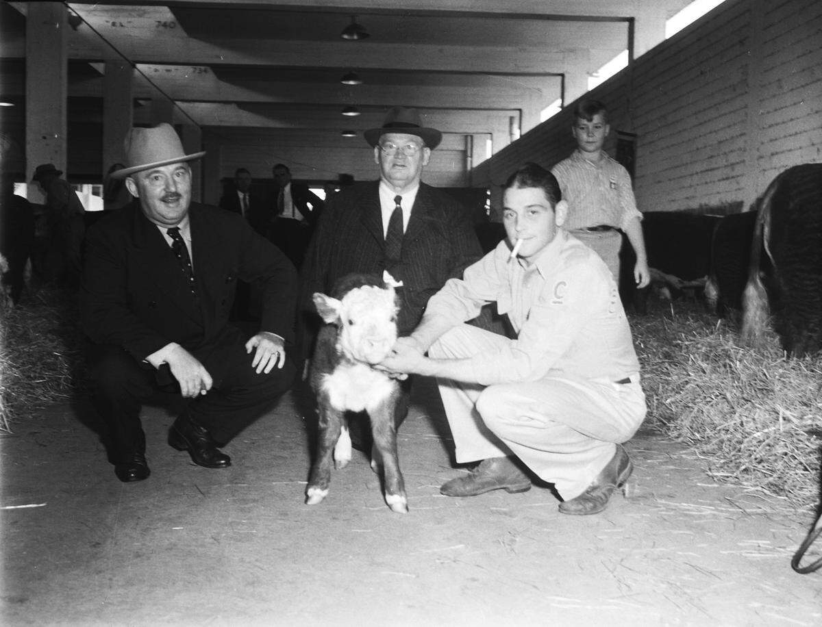Oct. 13, 1941: Paul Colbert, Wichita Falls, (left); W.L. Colbert, Oklahoma City (rear) and Frank Taggart, herdsman for Colbert Hereford Ranch, Mill Creek, Okla., shown with a young calf at the State Fair of Texas.