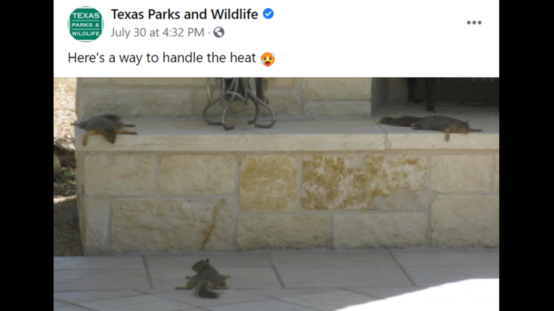 The summer heat is causing squirrels to “sploot” across Texas, according to the state Parks and Wildlife Department.