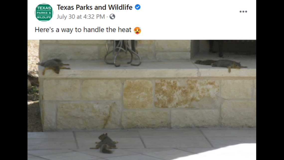The summer heat is causing squirrels to “sploot” across Texas, according to the state Parks and Wildlife Department.