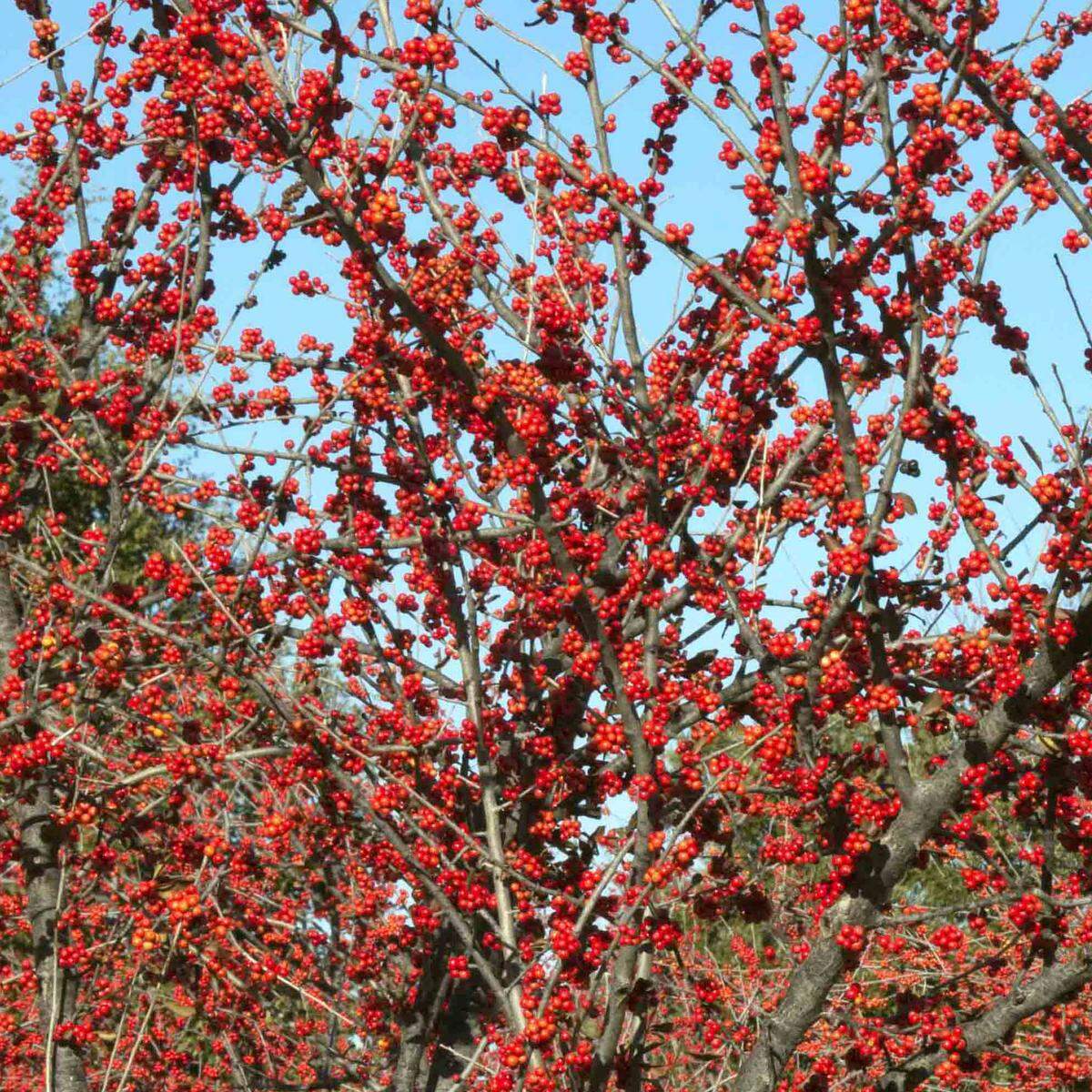 Warren’s Red possumhaw holly grows to 15 to 18 feet tall and 12 to 14 feet wide, generally with multiple trunks.