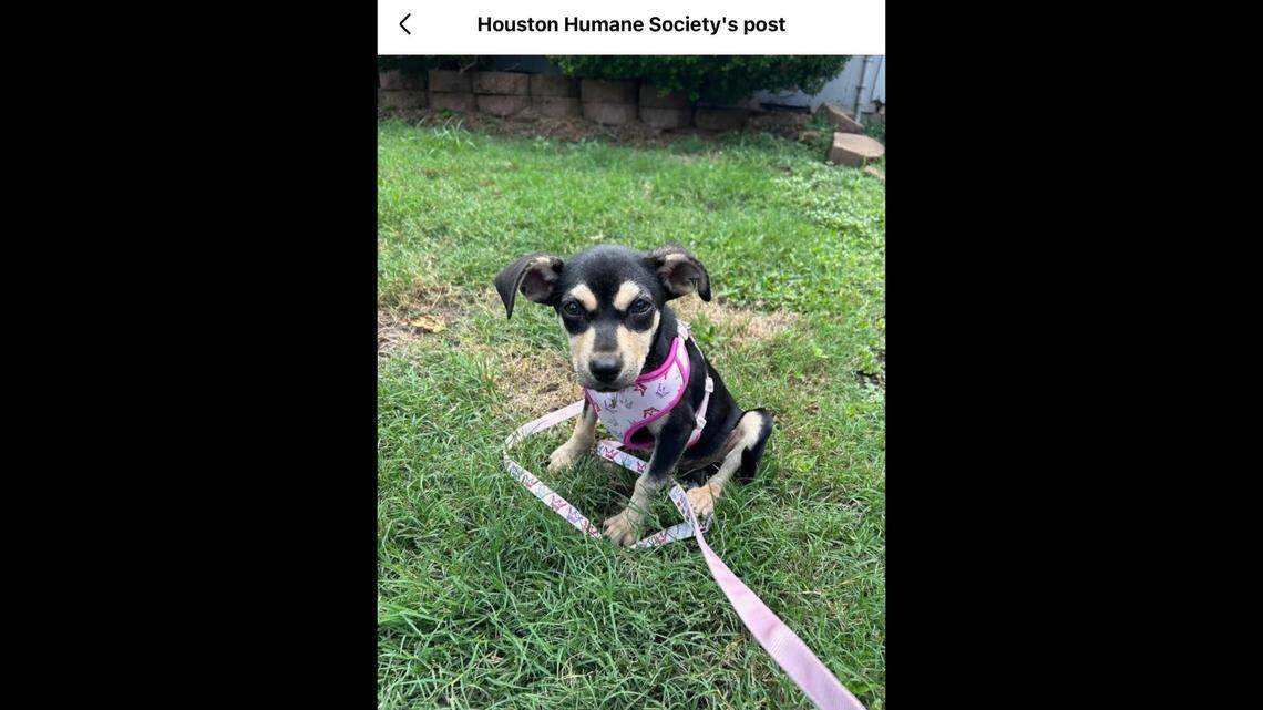 Roxy’s luck shifted thanks to the kindness of a stranger.