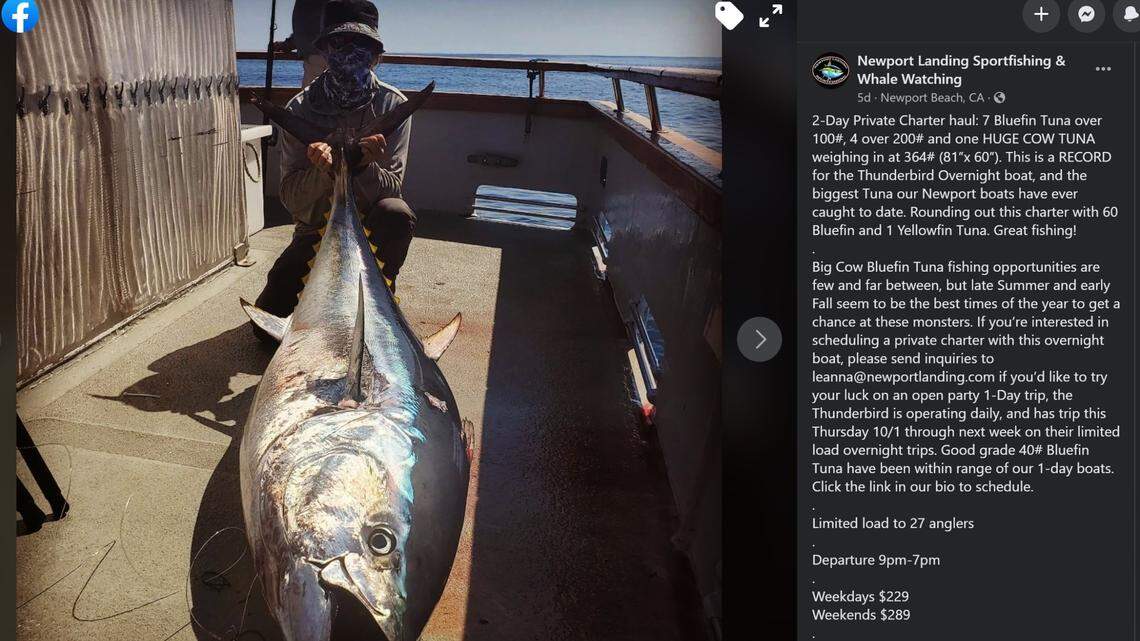 A record Bluefin Tuna was caught by a passenger on a boat out of Newport Landing Sportfishing & Whale Watching in Newport Beach.