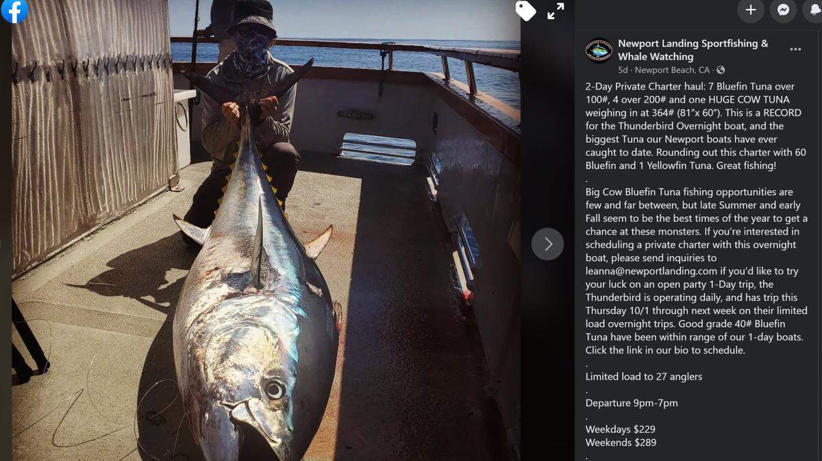 A record Bluefin Tuna was caught by a passenger on a boat out of Newport Landing Sportfishing & Whale Watching in Newport Beach.