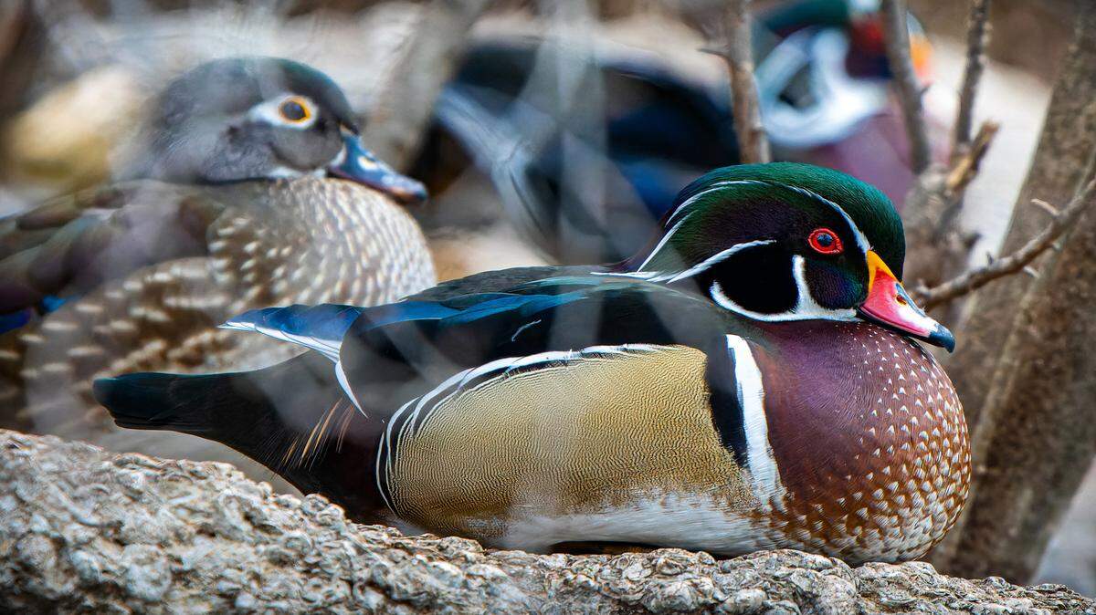 Wood Ducks at the Trinity Park Duck Pond.