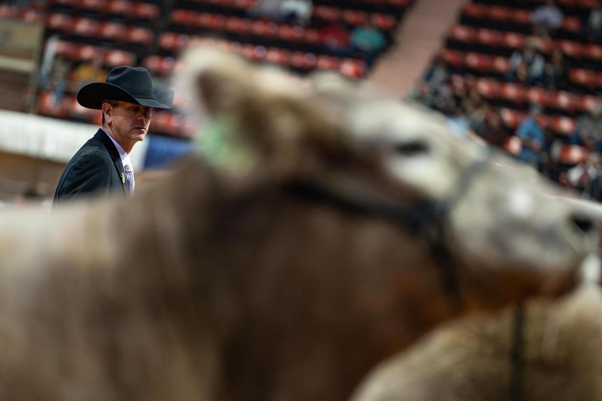 Steer Show judge Mark Hoge takes a look at the steers lined up for judging for a possibility to win Grand Champion Steer of the Show at the Fort Worth Stock Show & Rodeo on Friday, Feb. 7, 2025.