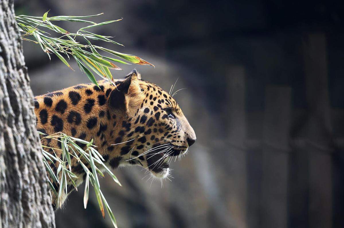 Hatch, one of the two African leopards at the Fort Worth Zoo, on Tuesday, June 20, 2023. African leopards and clouded leopards are the two new species never before seen at the Fort Worth Zoo.