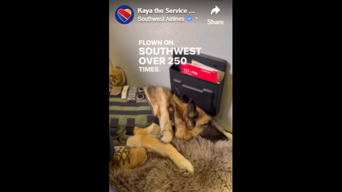 Southwest Airlines said it was “honored to fly our loyal friend and hero, (Kaya), home to rest after a lifetime of hard work.”