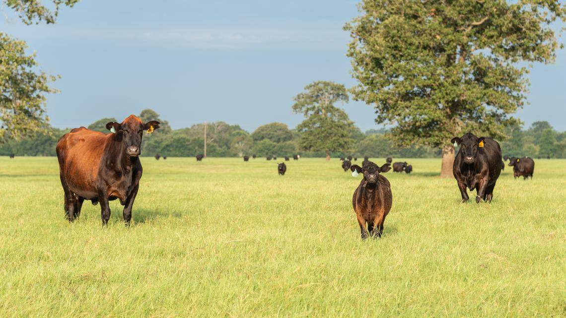 Livestock on the KB Carter Ranch near Buffalo, Texas.