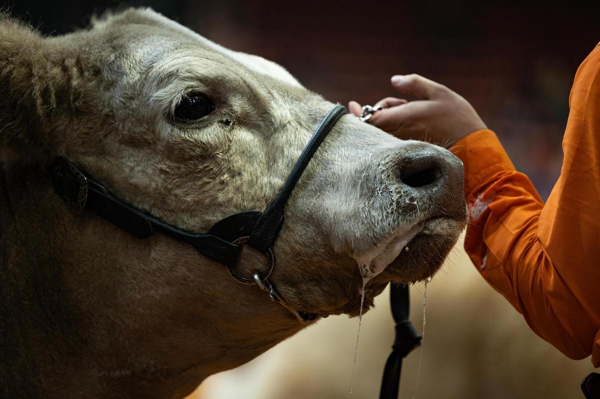 One of the contestants steers drools while waiting to be judged for a possibility to win Grand Champion Steer of the Show at the Fort Worth Stock Show & Rodeo on Friday, Feb. 7, 2025.