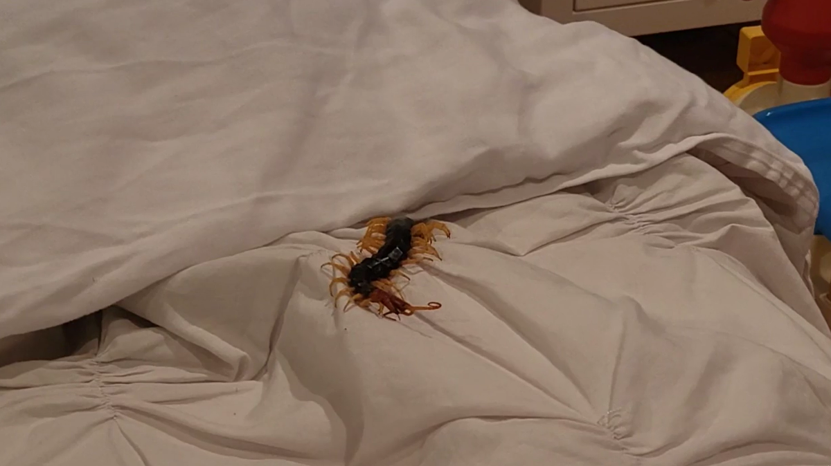 A sleeping Texan in San Antonio woke up to find a venomous redheaded centipede in their bed. They posted a video to Reddit.