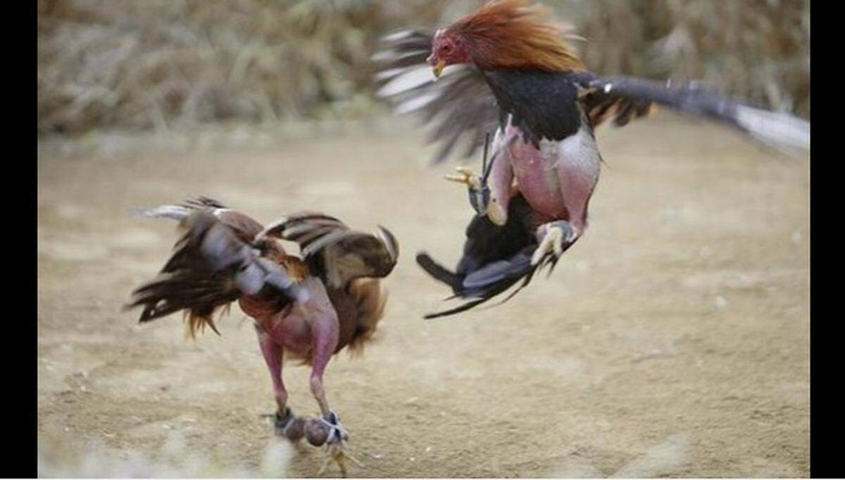 Animal-welfare groups have said cockfighting is prevalent in Kentucky.