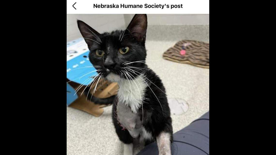 Sweet Chicken Wing is a little spitfire.