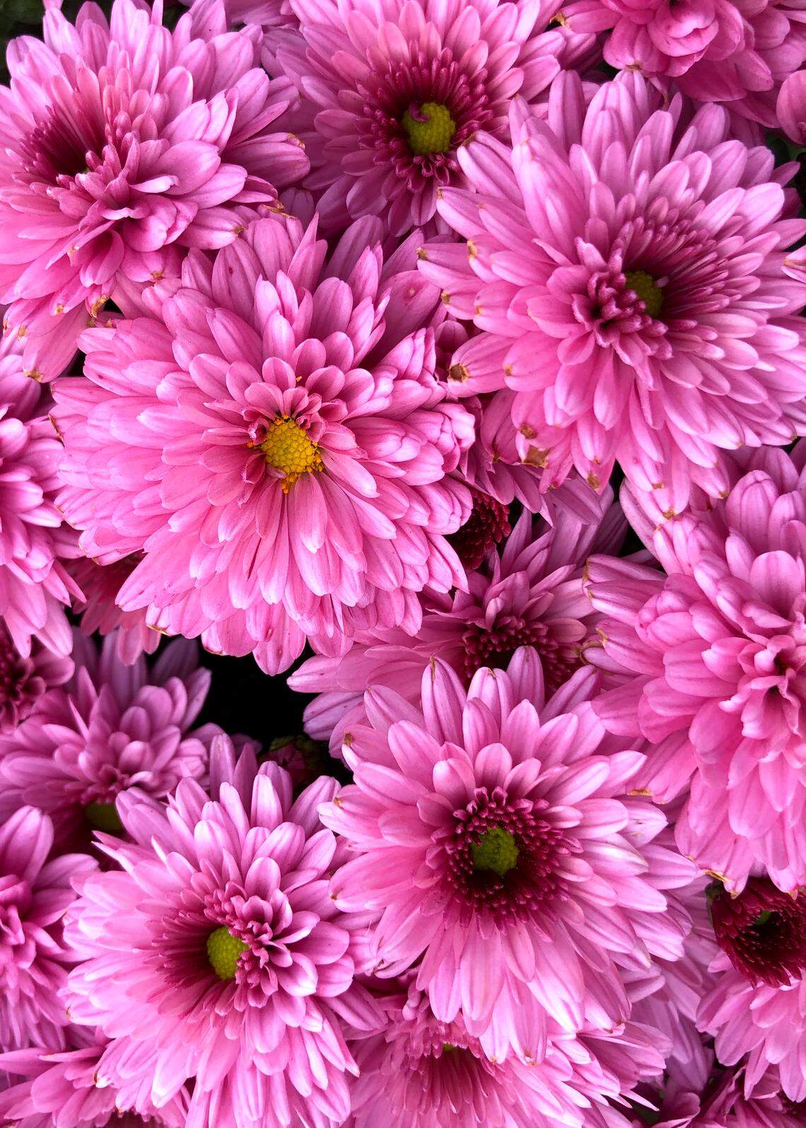 Beautiful purple green eye.j