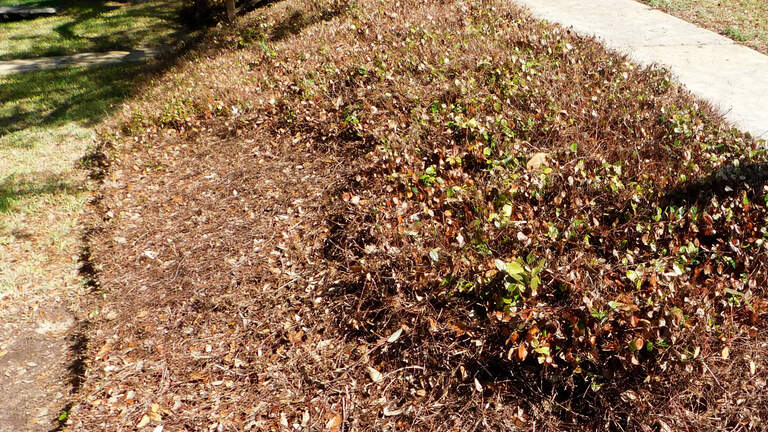 After another harsh Texas winter storm, it’s time to tidy up your landscapes for spring