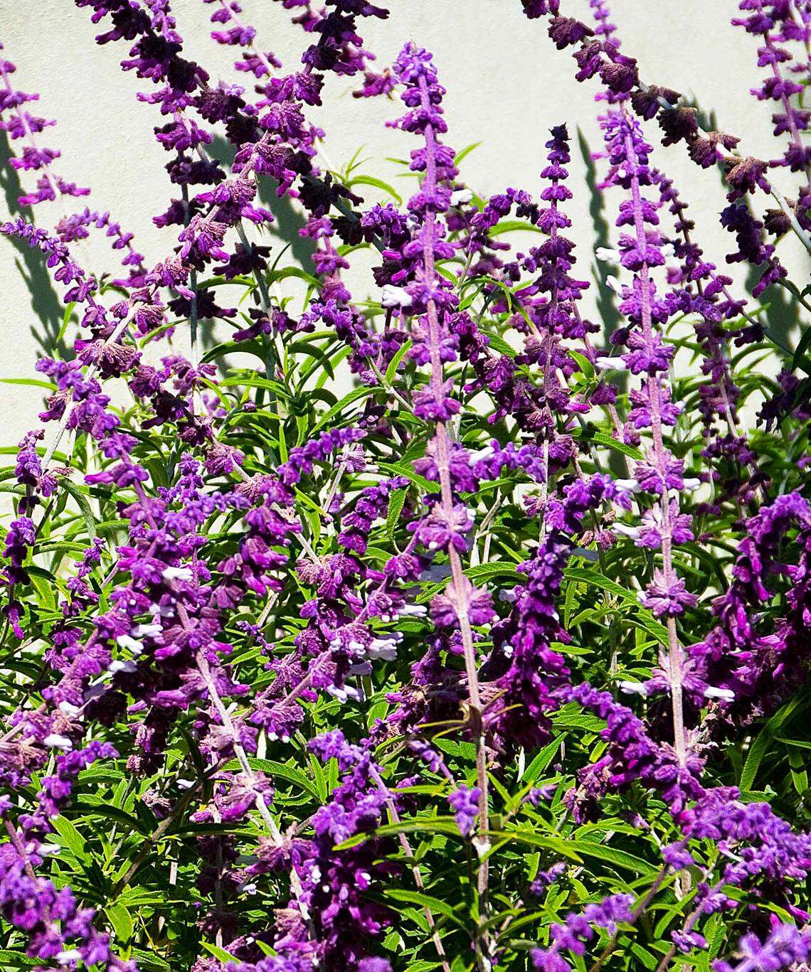 Salvia leucantha – Mexican bush sage.