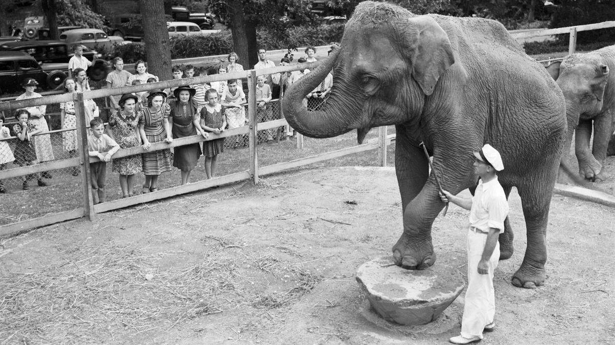1938: Queen Tut, an elephant at Fort Worth’s Forest Park Zoo.