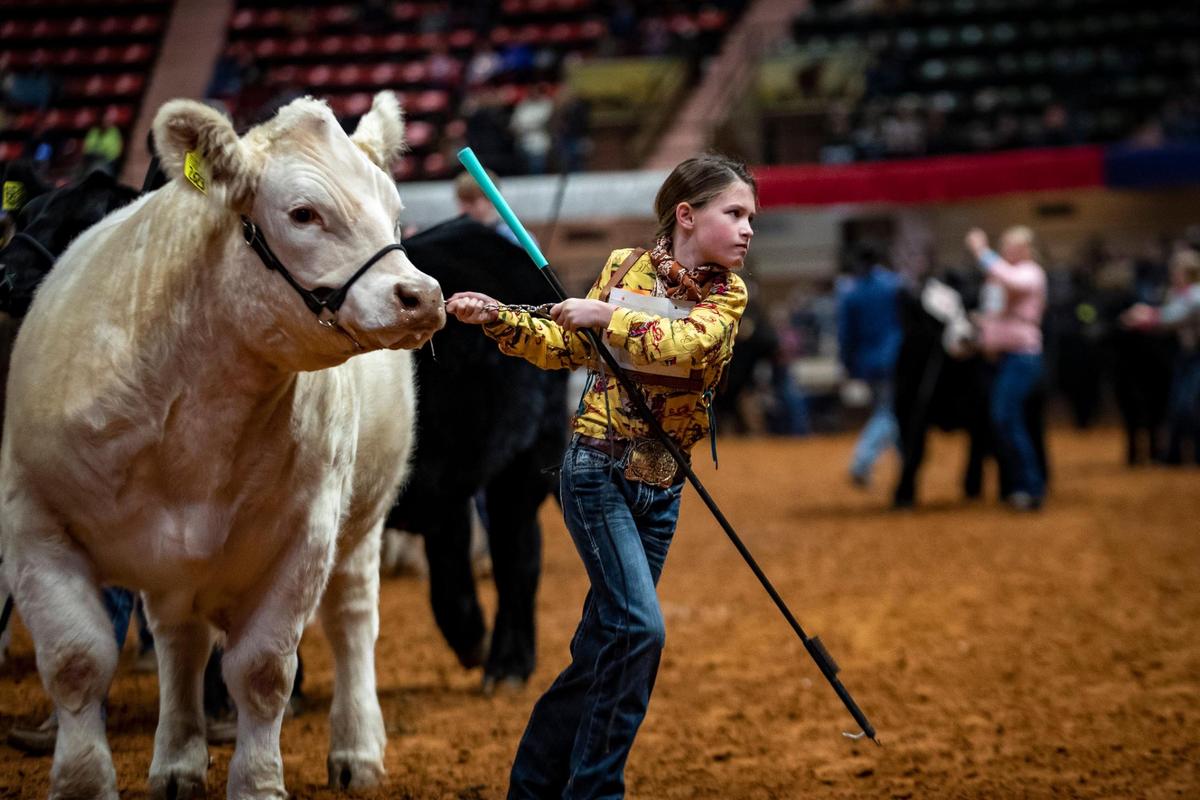A young contestant tugs at her steer as they walk around the arena during the Fort Worth Stock Show and Rodeo’s Jr. Steer Show in 2023.