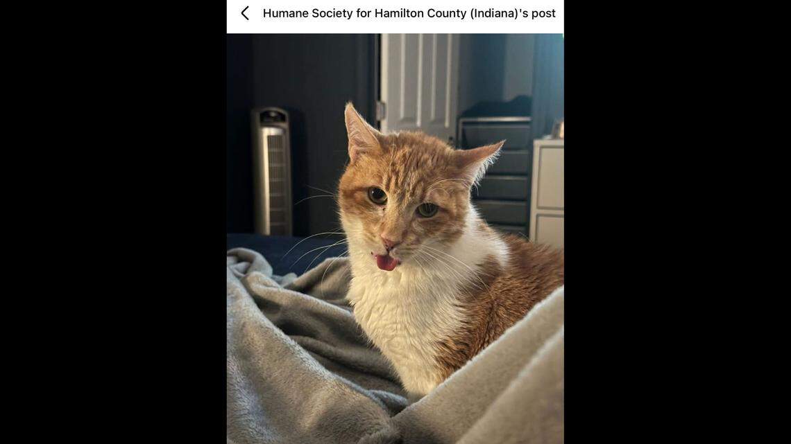 Carrotito having a little blep time.