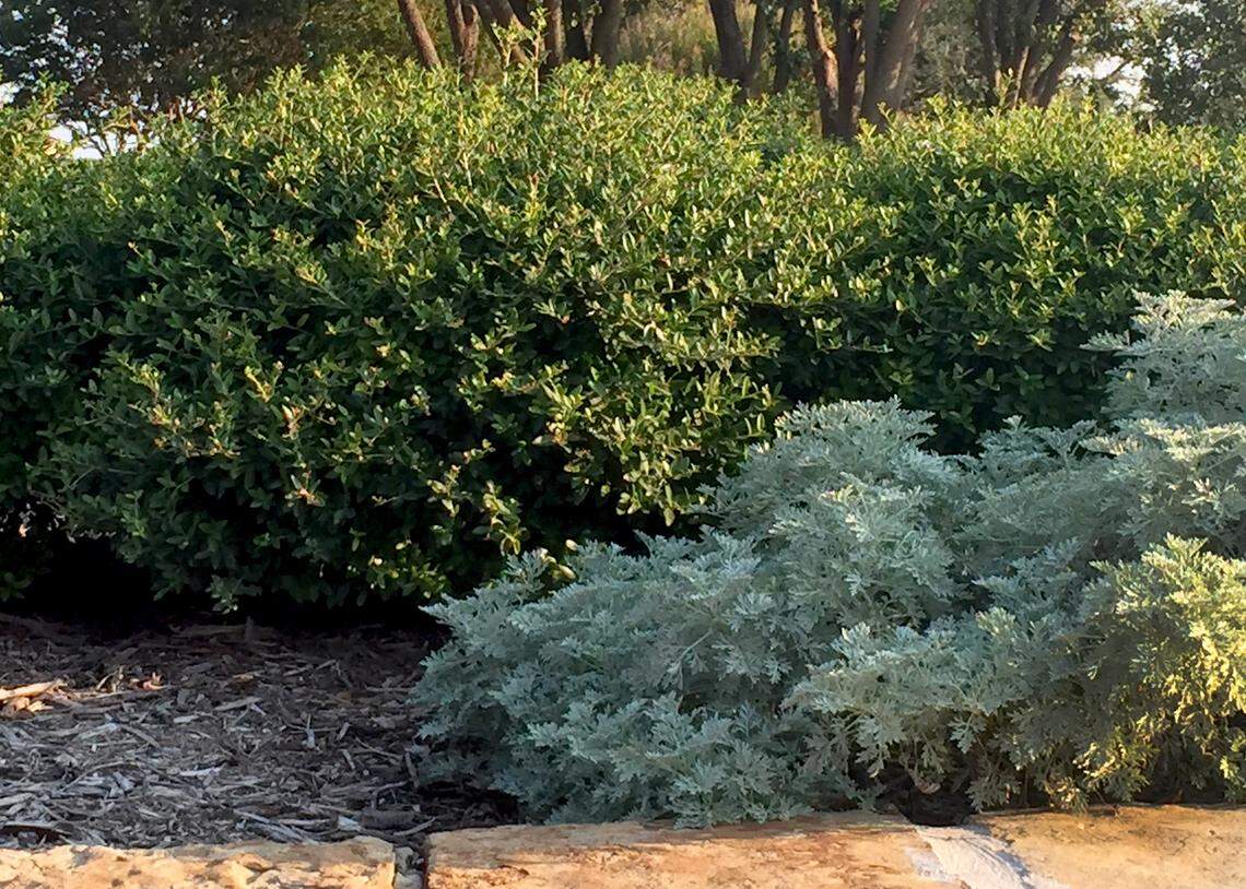 Powis Castle artemisia, dwarf yaupon.