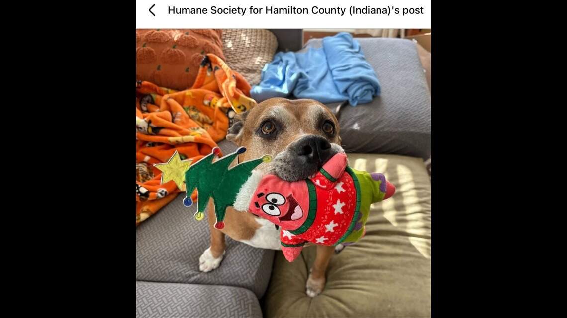 ‘Frightened to fabulous.’ See Indiana shelter dog transform as she awaits home