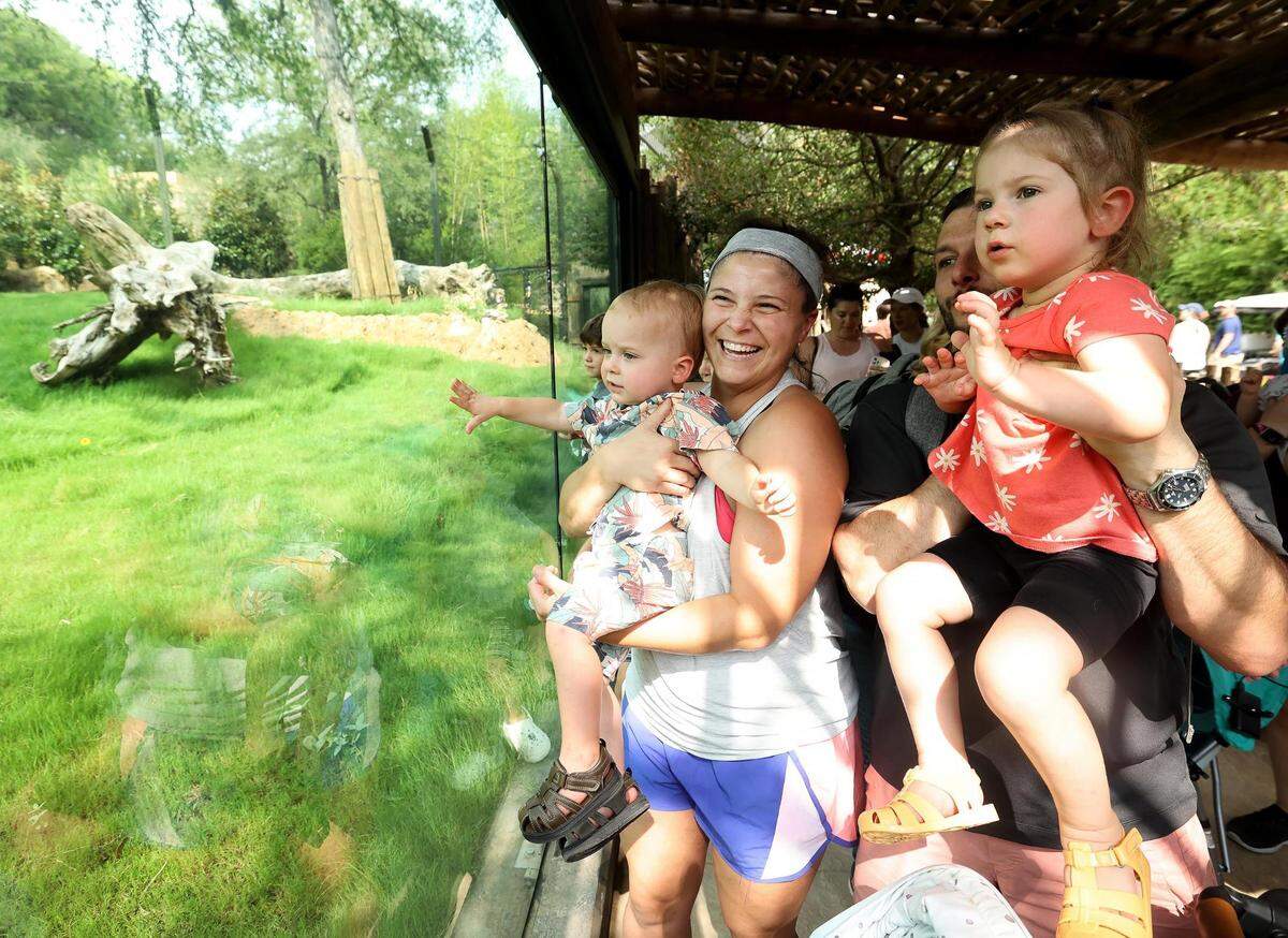 Fort Worth residents Teresa and Greg Hart hold their children Winston, 1, left, and Luella, 2, up to the glass to catch a glimpse of the lions at the Fort Worth Zoo on Thursday, June 22, 2023.