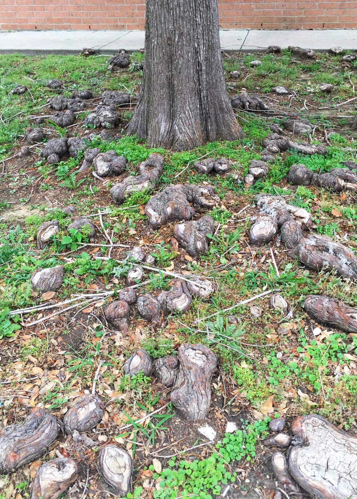 Knobby bald cypress roots are a nightmare when it comes to maintaining turf.