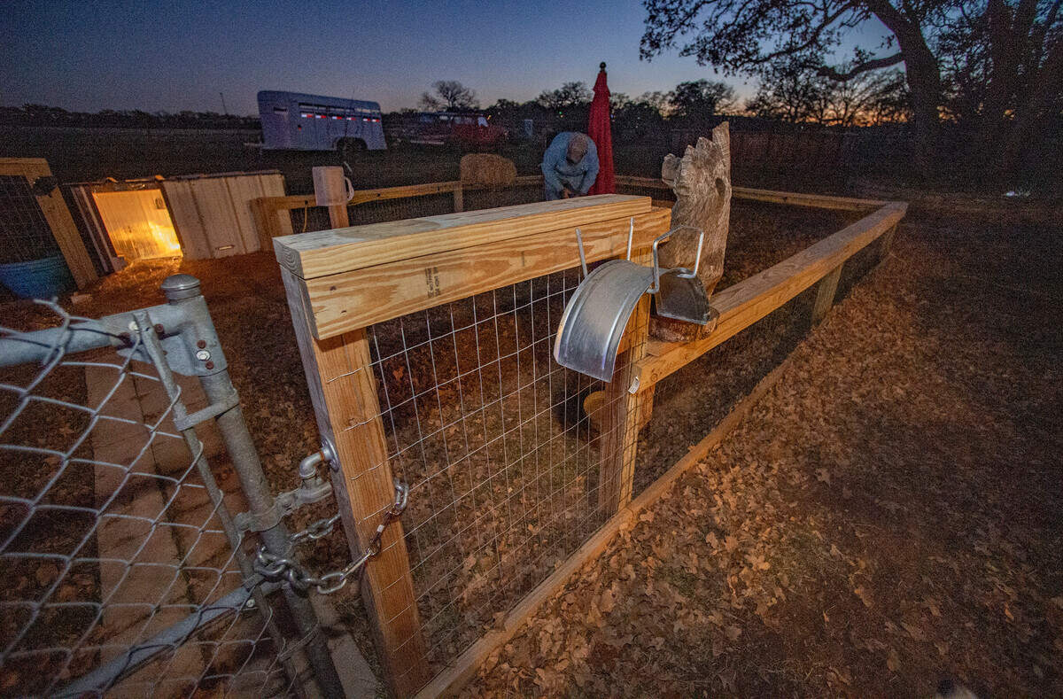 A large chain now reinforces the simple hook gate that keeps Hoss from venturing out again. Of course, for added security, the Wheelers have attached an Apple AirTag to the tortoise’s shell.