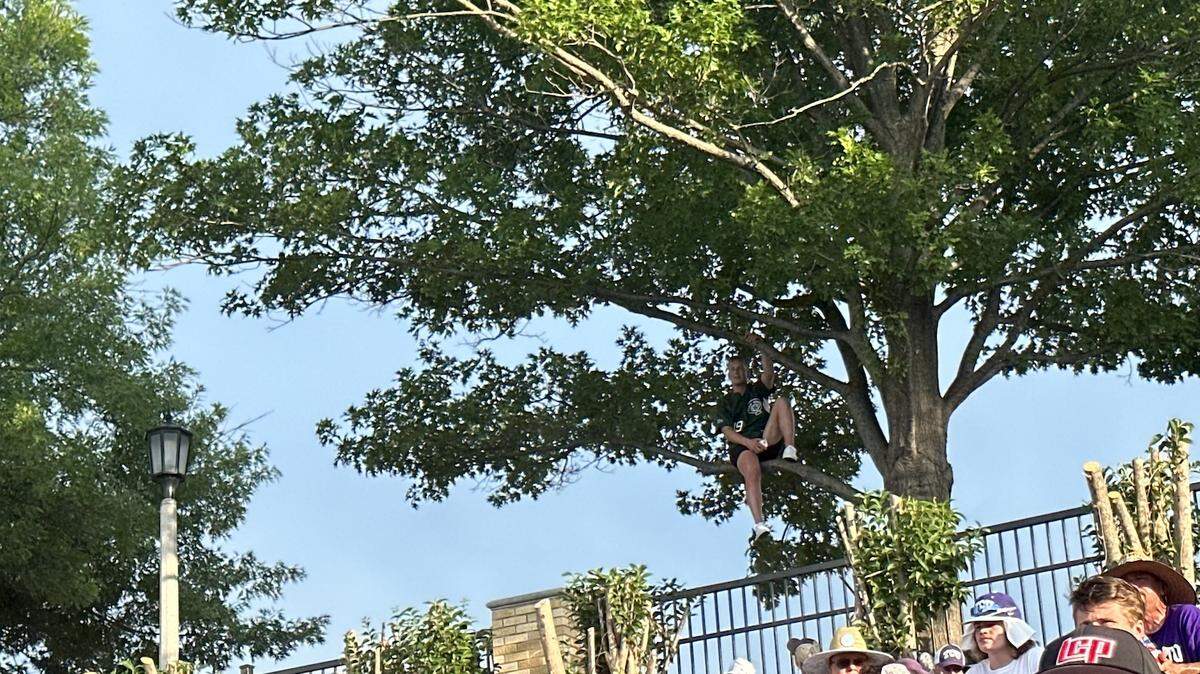 The Horned Frog faithful found comfort in some outfield trees, trying to see the action between TCU and Indiana State. The Frogs can clinch a spot in the College World Series with a win.