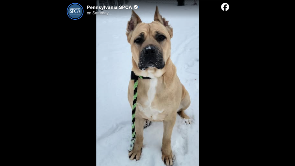 Athena, sitting pretty.