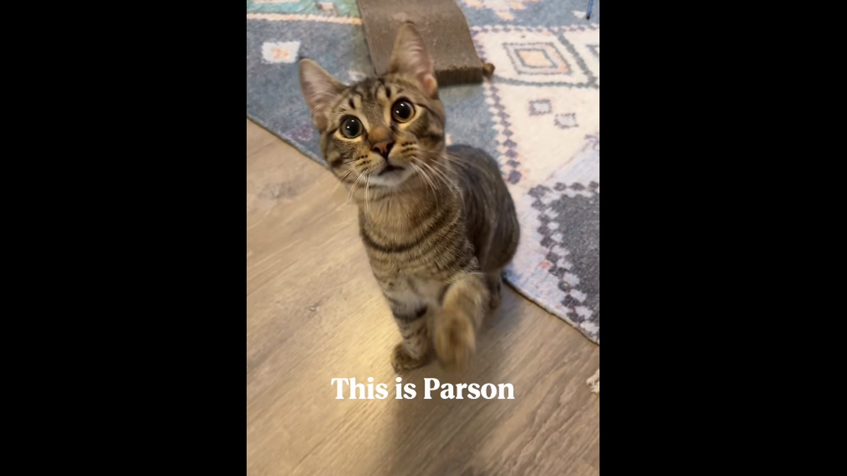 Parson will charm you all day long