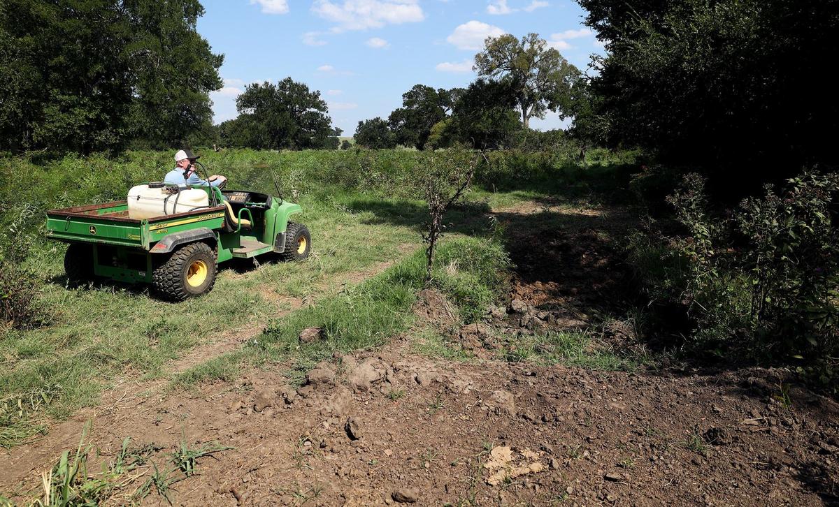 Tony Coleman looks over at the mass grave he dug for the livestock the family has had to bury after finding forever chemicals on the family land. Coleman says the cattle eventually cannot use their hindquarters to lift themselves and often need to be euthanized.