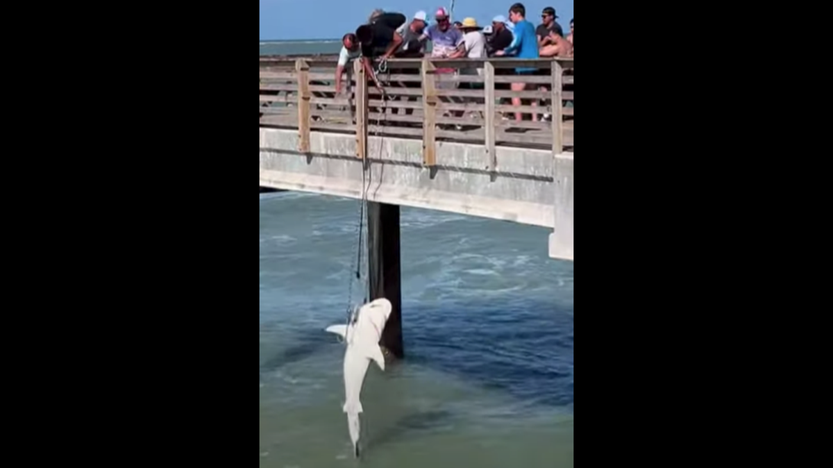 A group of anglers caught a massive fish and hoisted it up a pier in Port Aransas.