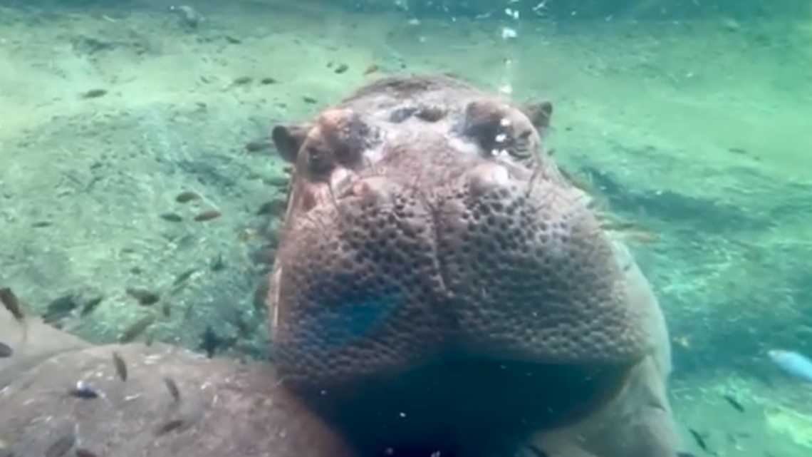 Timothy, a hippo at the San Antonio Zoo, captivated the internet with his “snooze bubbles” while sleeping underwater.