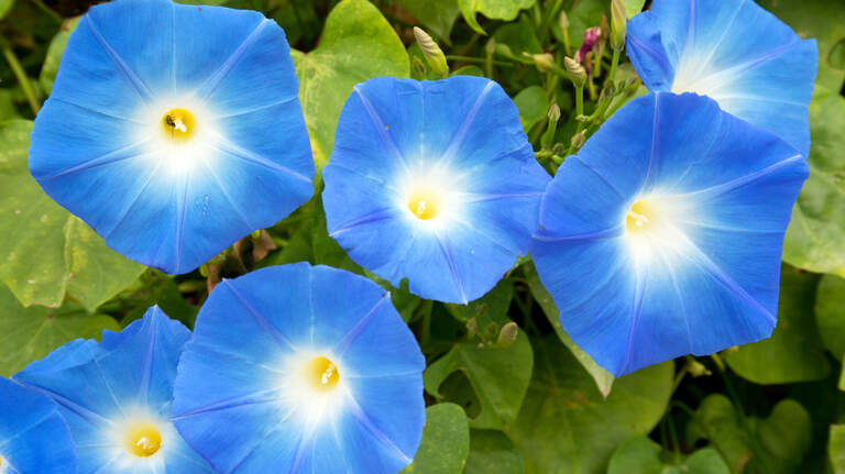 Vines that bloom in Texas summer a great choice to give gardens color, variety