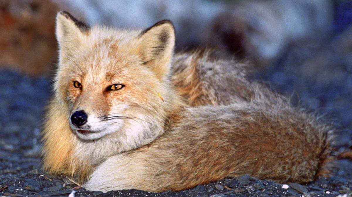 A red fox in the wild.