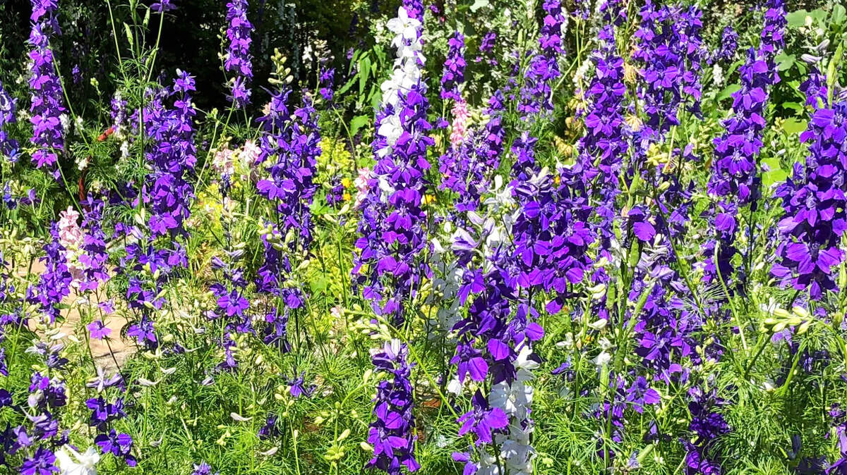 Reseeding larkspurs can be planted from potted transplants.
