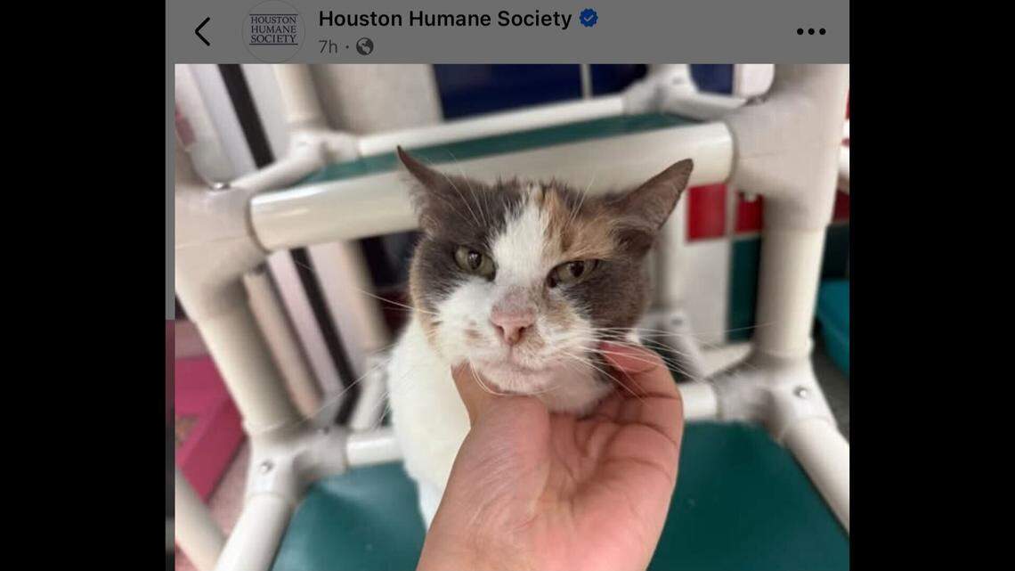 Sweet Chicken getting chin nuzzles