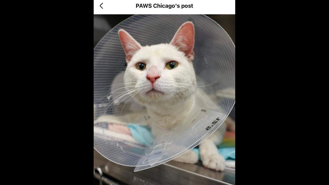 Frosty, ready for chin scratches.