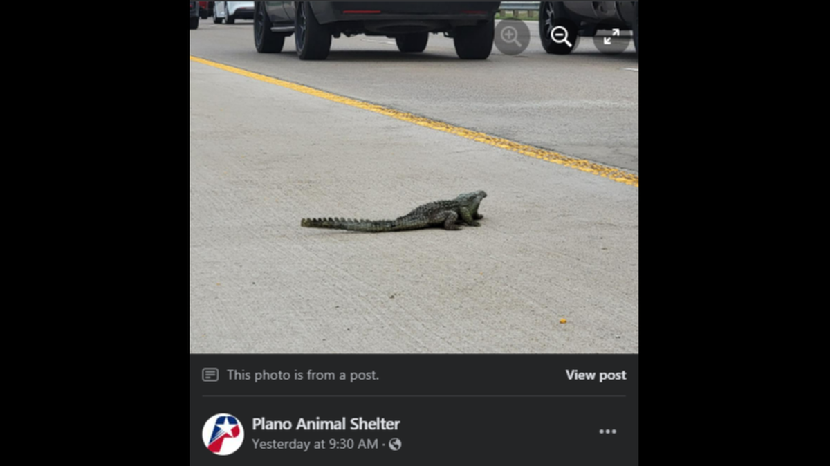 Este falso caimán hizo que los conductores pidieran ayuda, según las autoridades de Texas.