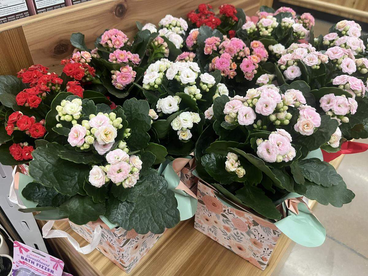 Mini bloom bags for $5.99 at Trader Joe’s in Fort Worth.